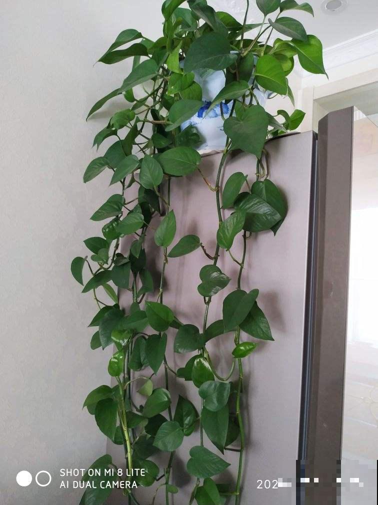 她家绿萝旺到爬满墙，其中秘密却很简单，你也能做到！
