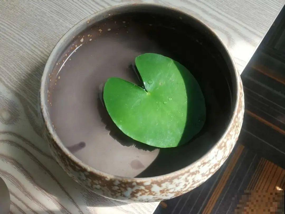 只用水不用土的植物，一片叶子就开花，简直太神奇了！