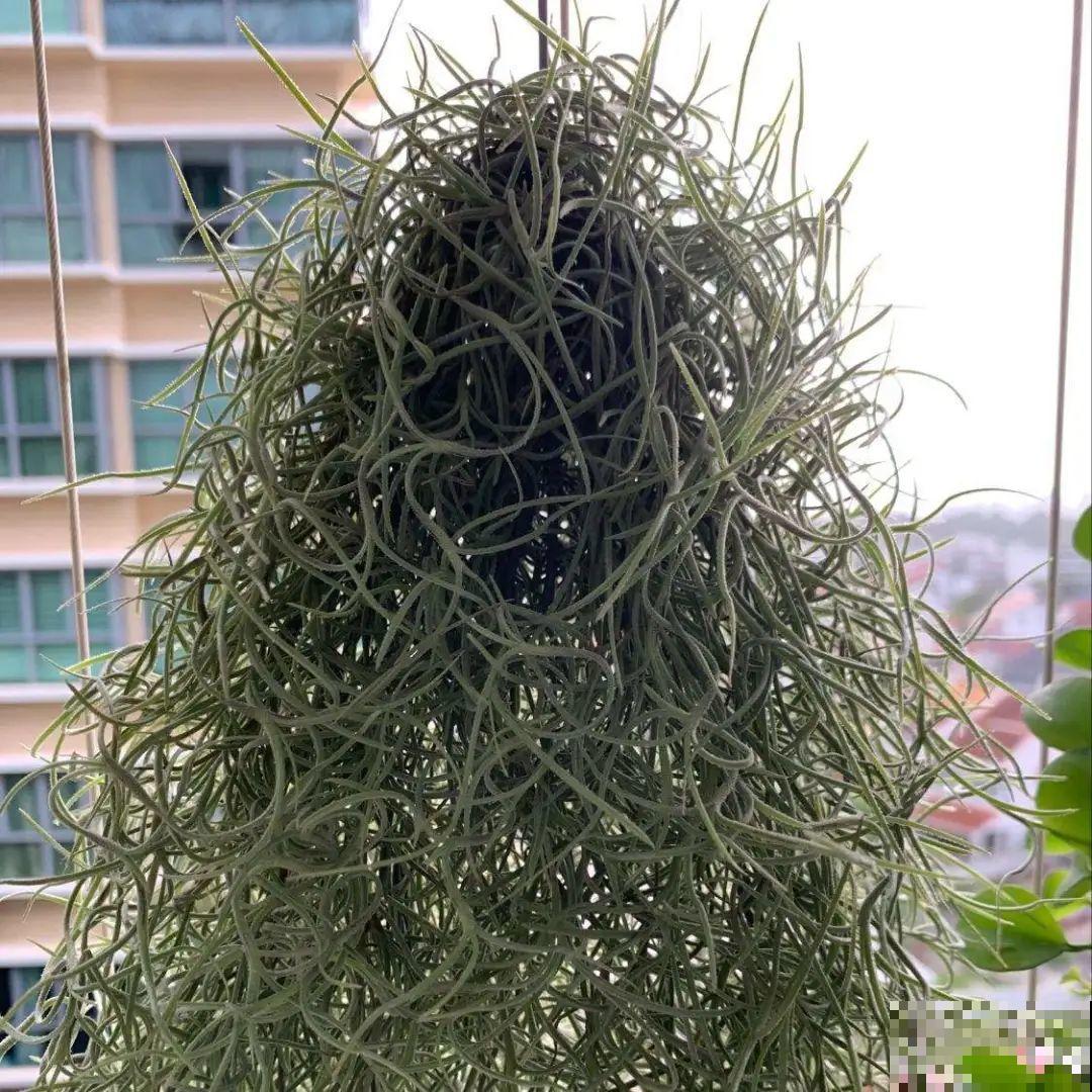 家里养盆垂吊花，呼呼长成绿帘子，看着真凉快