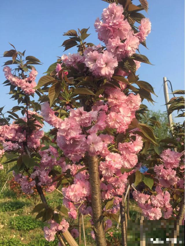 阳春三月，出门踏青，原来有这么多漂亮花！