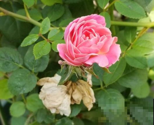 最丑月季花，不服来战，看完眼睛要瞎了！