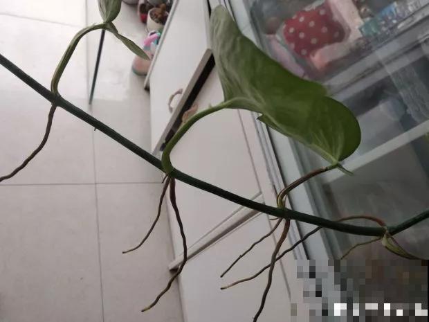 绿萝长出这种根，别急着剪，辨别之后再决定
