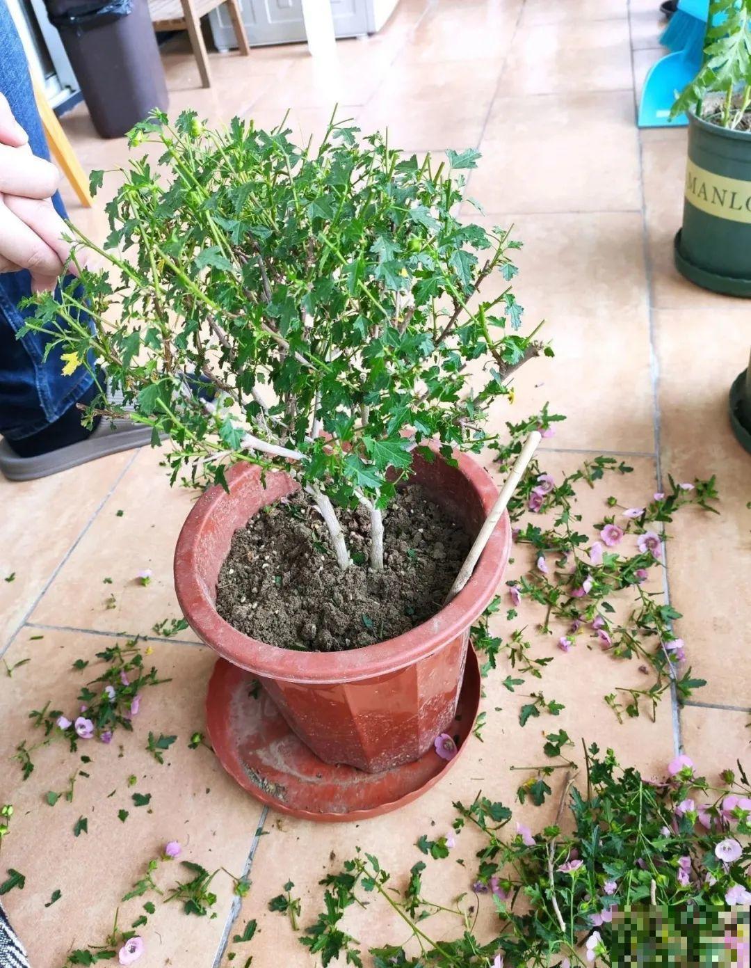 3种花，开败后狠心剪个秃头，下次开花会更猛！