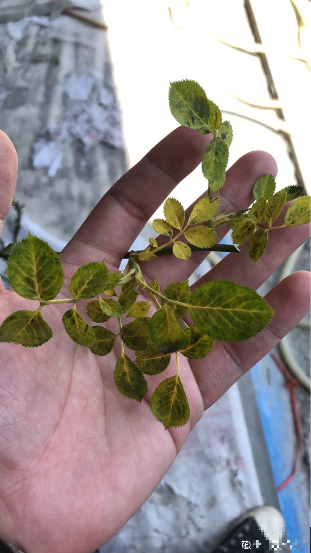 花一到春天就蔫巴，那是浇水浇少了，赶紧补水