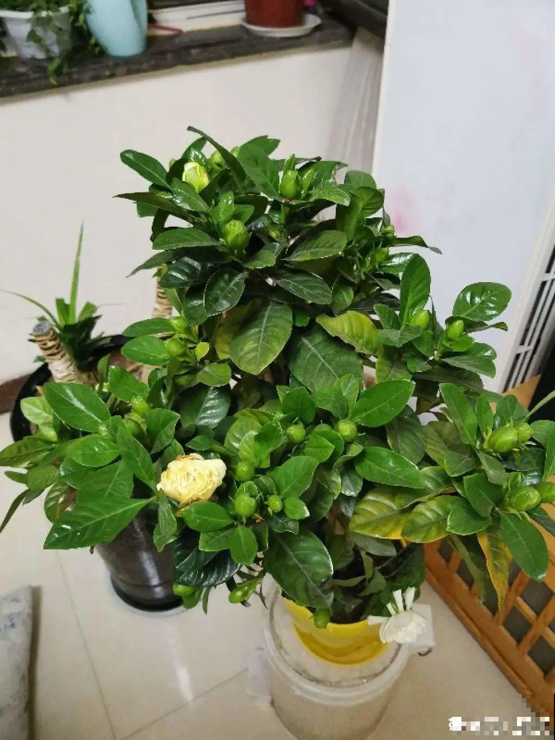 5种花别乱浇水，浇错了，花黄叶又烂根