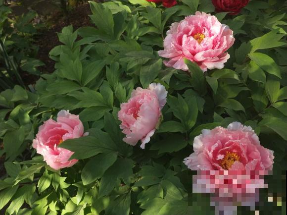 3米高的牡丹树，开花满院子飘香，太壮观了！