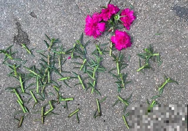 养绣球真赚了，枝条剁8段，每根都能活！