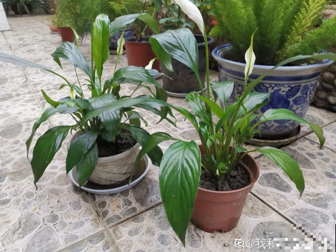 家里有这花，可以控制开花，想开几次都行！