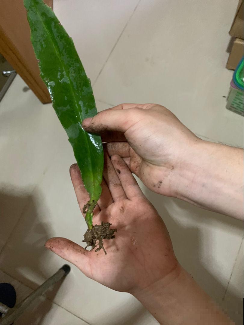 昙花切一截重要部位插土里，今年就能开花，神秘幽香惹人醉！