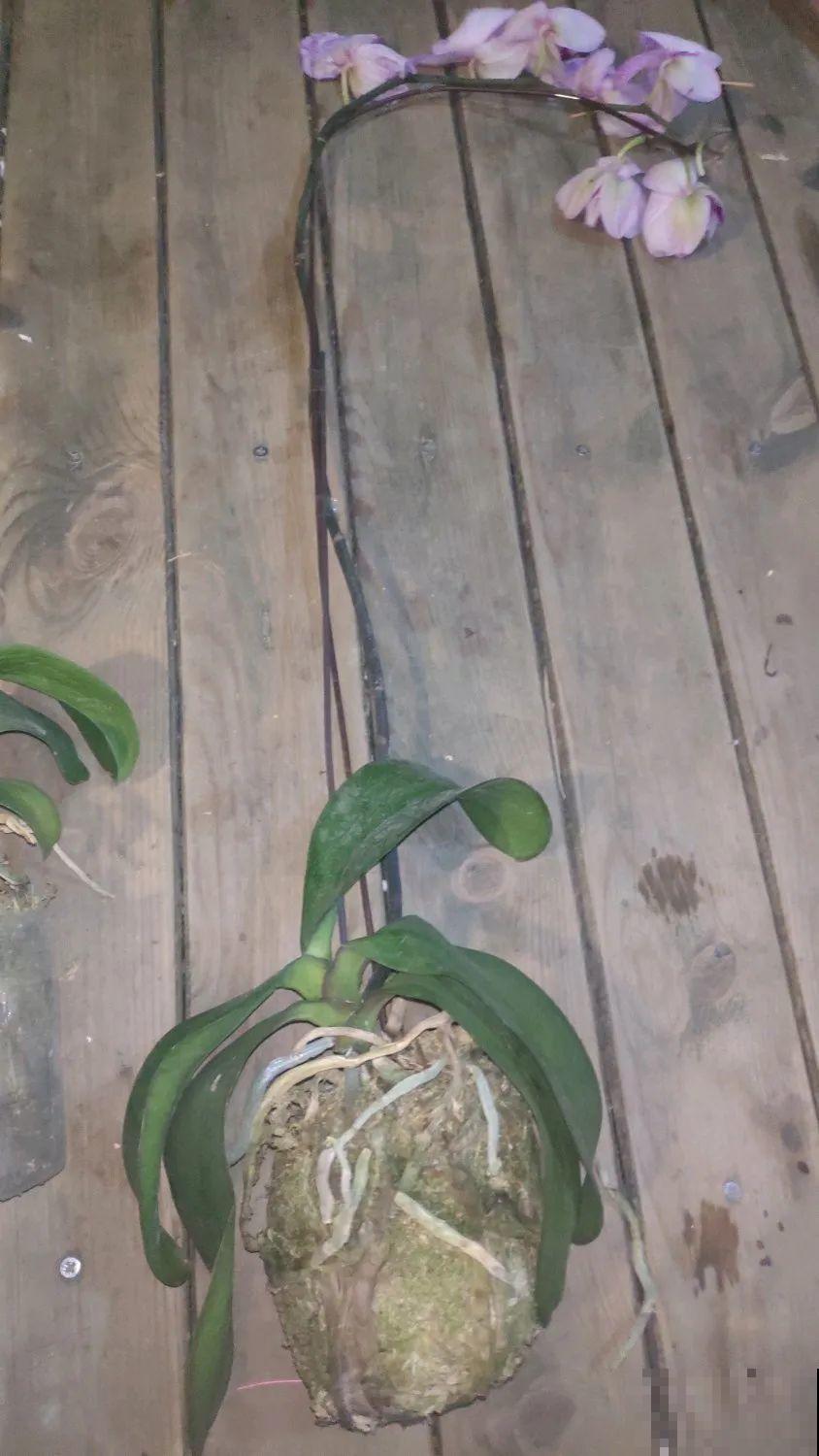 不懂花的人，开完就把花扔了，太可惜，剪一剪还能开！