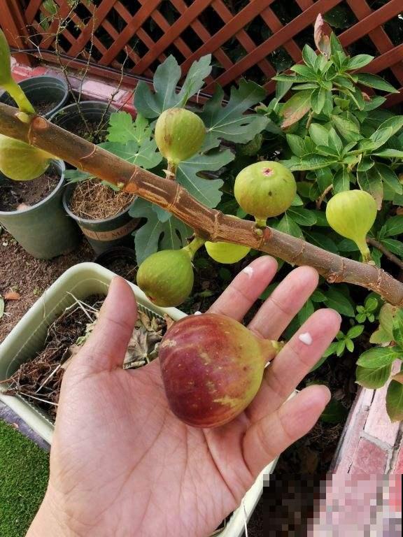 阳台种盆无花果，一次能结30个果，算下来比买的还便宜