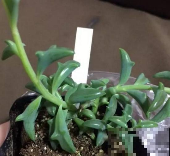 这8种植物，开花像个小动物，萌死人了！