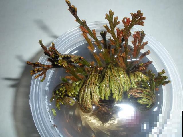 春天买花要注意，6种花千万别买，都是骗人的！
