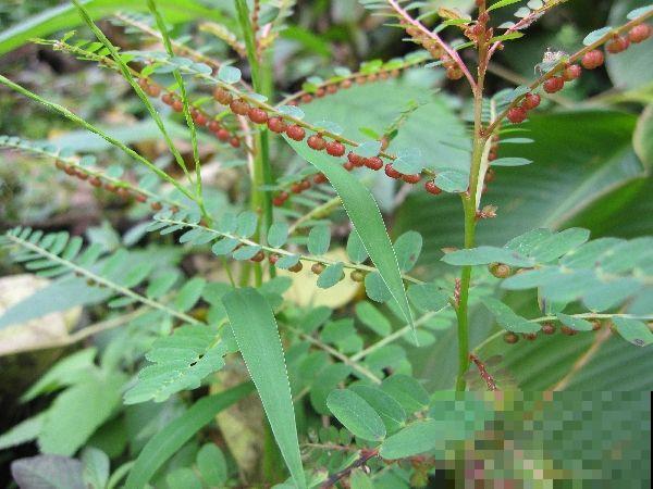 这野草了不得，浑身缀满“绿珍珠”项链，挖回家赚大了！