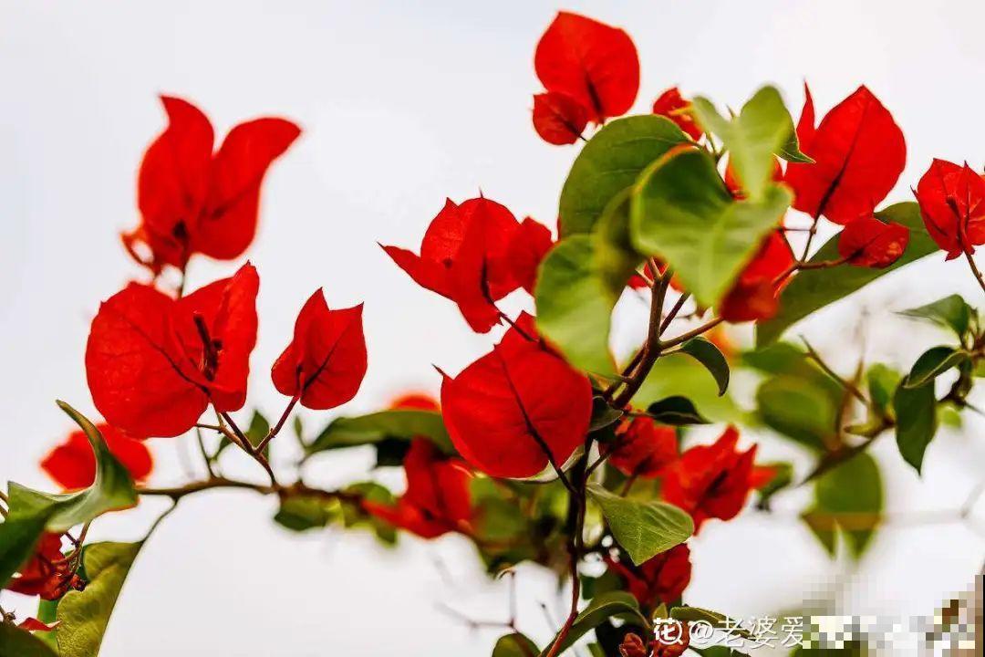 家里有这花，可以控制开花，想开几次都行！