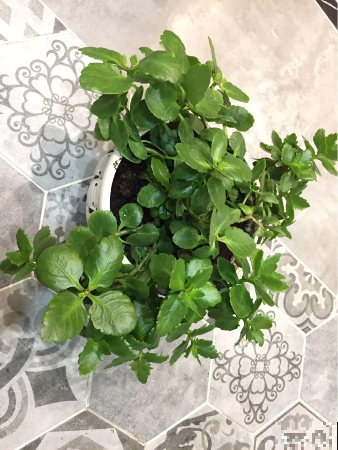 3种花，开败后狠心剪个秃头，下次开花会更猛！
