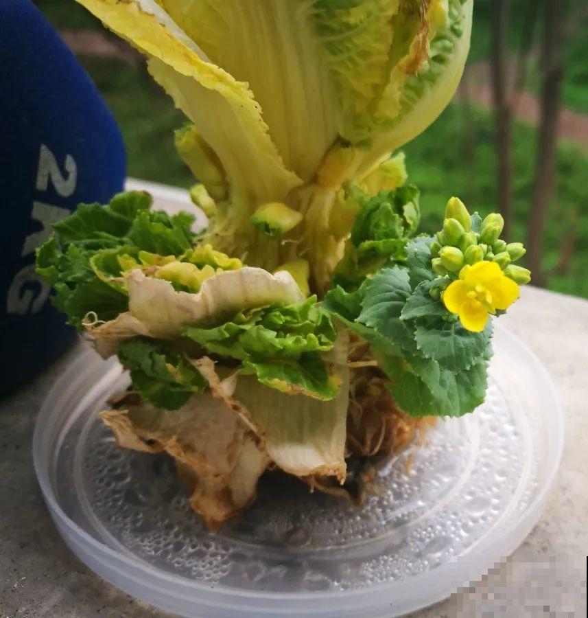 15种花超好活，掰个叉丢水里，自己发芽开出花！