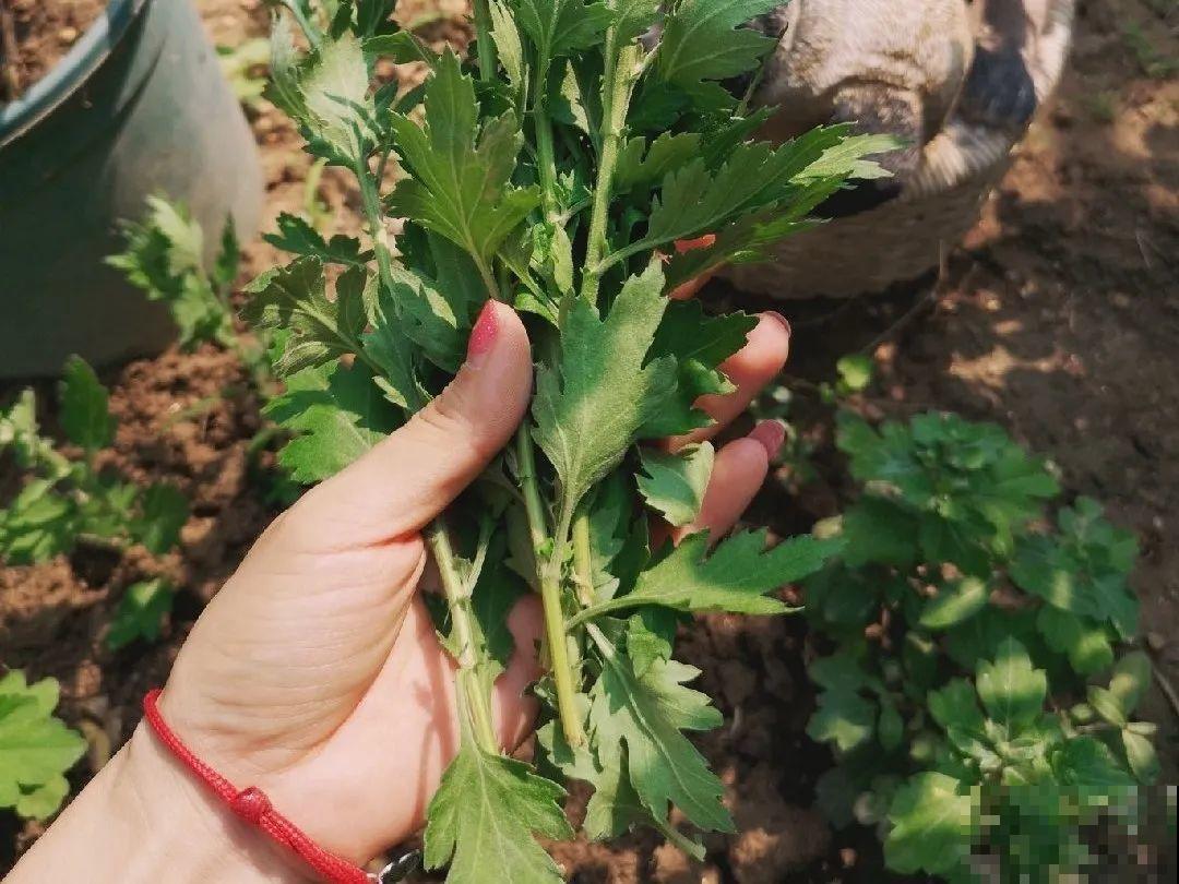 20种常见花，扦插方法大全，不用再花钱买了！