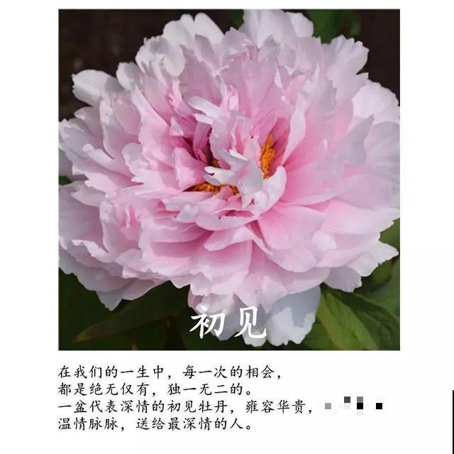 春天最大气的花，开出第一朵，就惊艳全场！