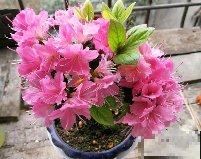 家里养盆虎皮兰，小花盆、挤着养，疯狂开花爆小崽！