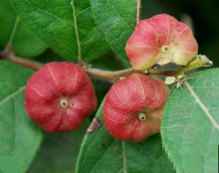 野外长出很多“小算盘”，看着好玩，但大人都不让孩子碰！