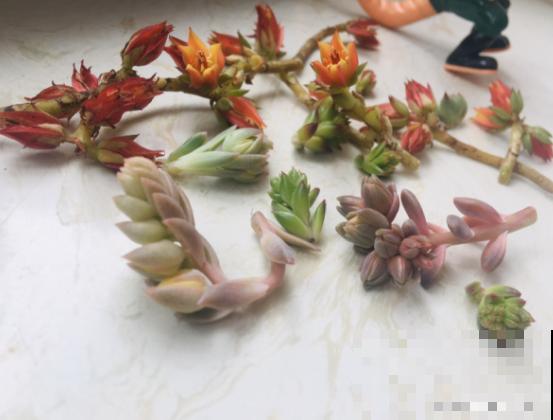 多肉这些叶子要剪掉，轻装上阵，才能呼呼长肉！