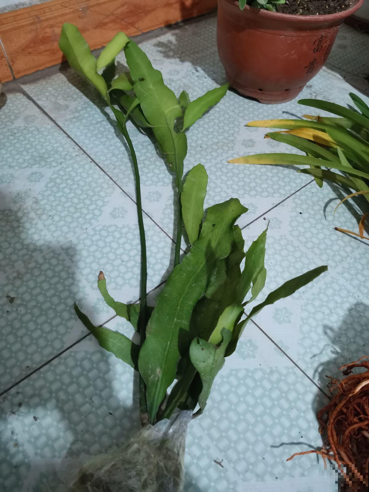 昙花切一截重要部位插土里，今年就能开花，神秘幽香惹人醉！