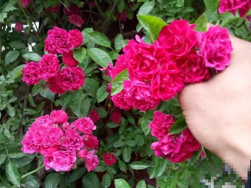 7种花要慎养，房前屋后都爬满，邻居有意见！