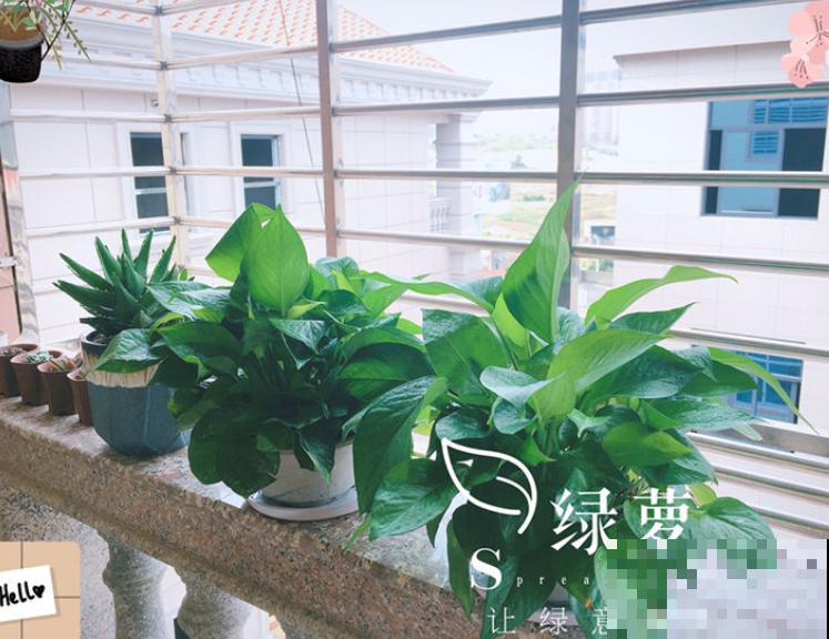 只养一盆它，就能把家里变成绿植森林，空气清新没异味！