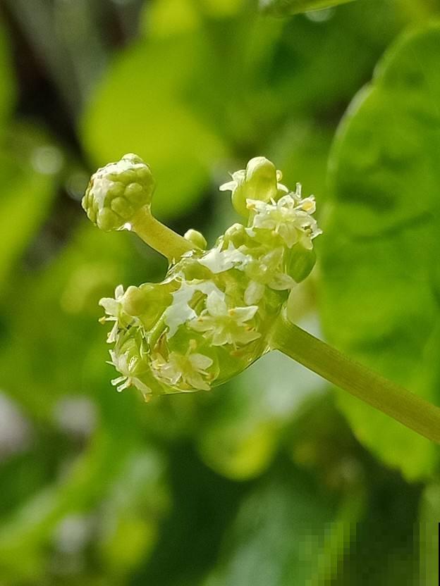 2种花，一旦开花就得剪，不然整棵植物死翘翘