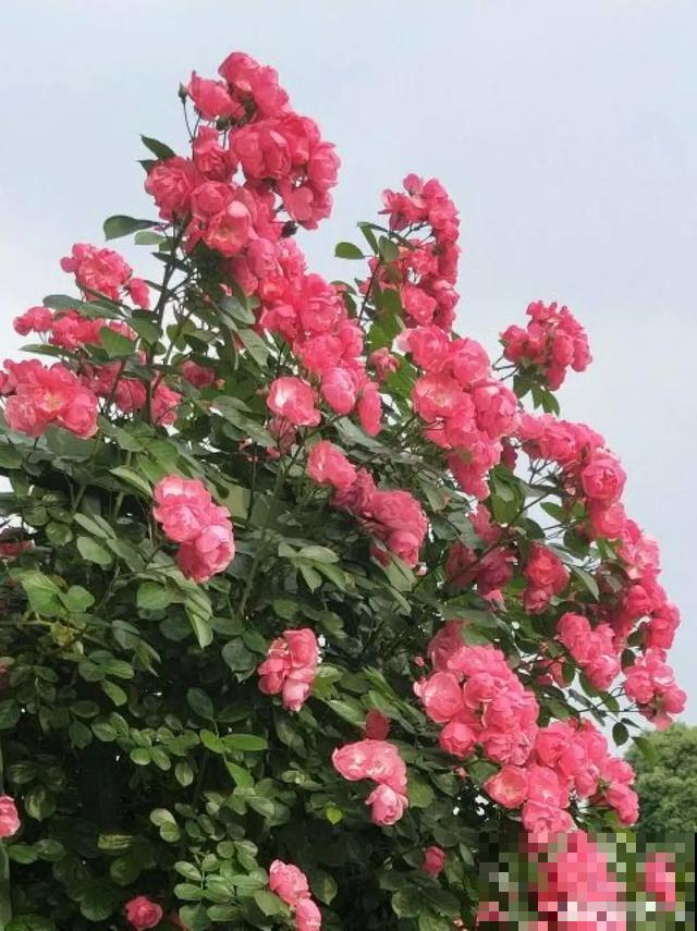 阳春三月，出门踏青，原来有这么多漂亮花！