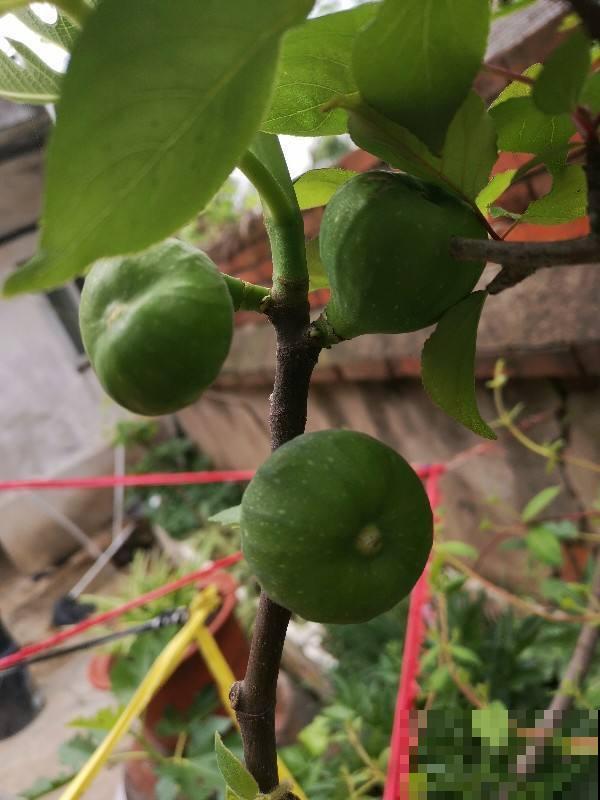 想在夏天吃到美味清甜无花果，现在的养护不可少，赶紧学学！