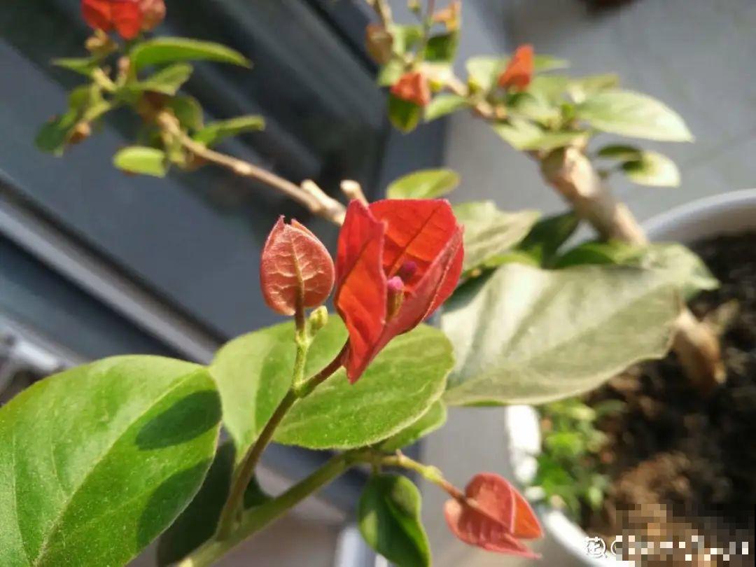 家里有这花，可以控制开花，想开几次都行！