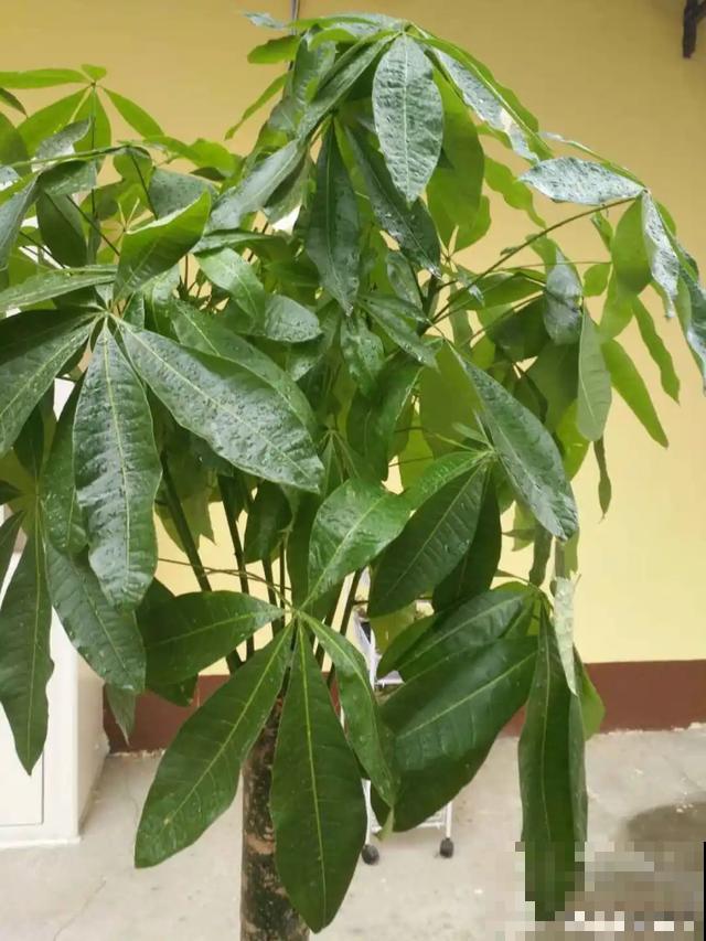 8种超难养的花，买一盆死一盆，真伤心！