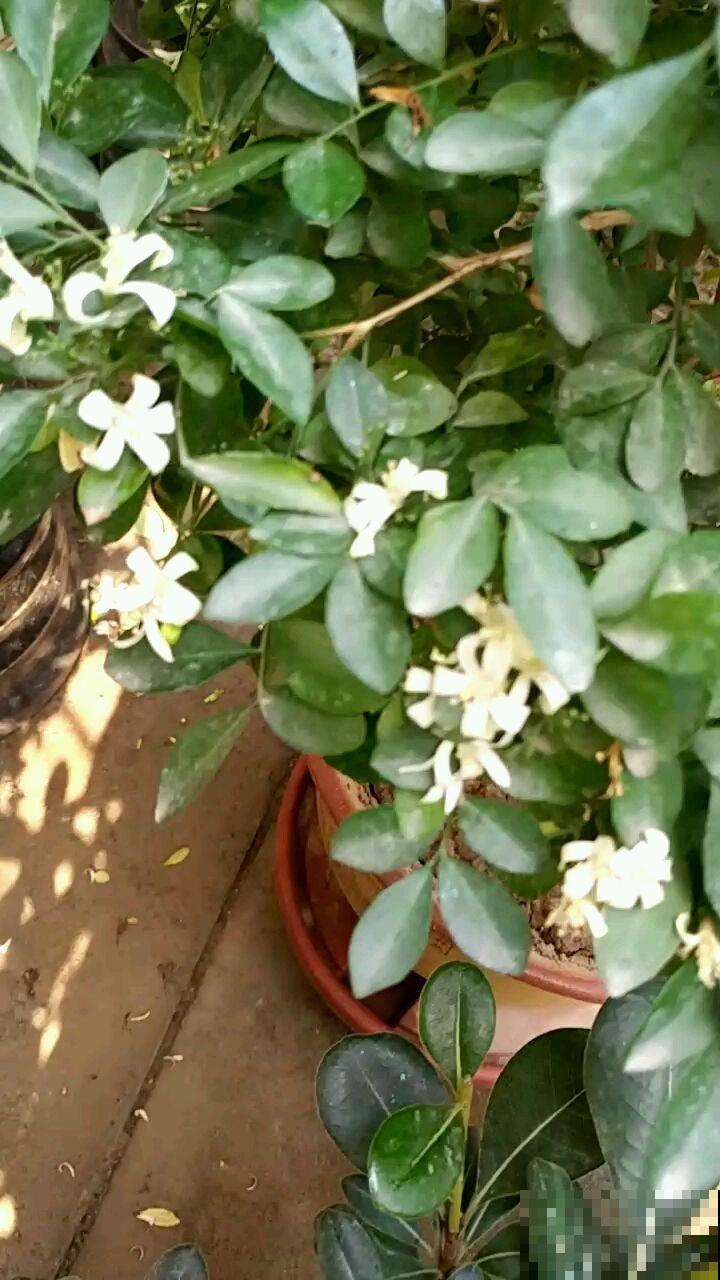 九里香实在是太香了，养在阳台楼下都能闻到，春风一吹更不得了！