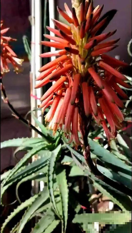 10种耐旱植物，平时少浇水，开花更准时！