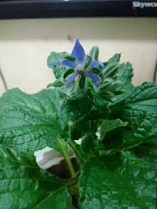 爱上“琉璃苣”女孩？原来真的有这植物，模样果真清纯动人！