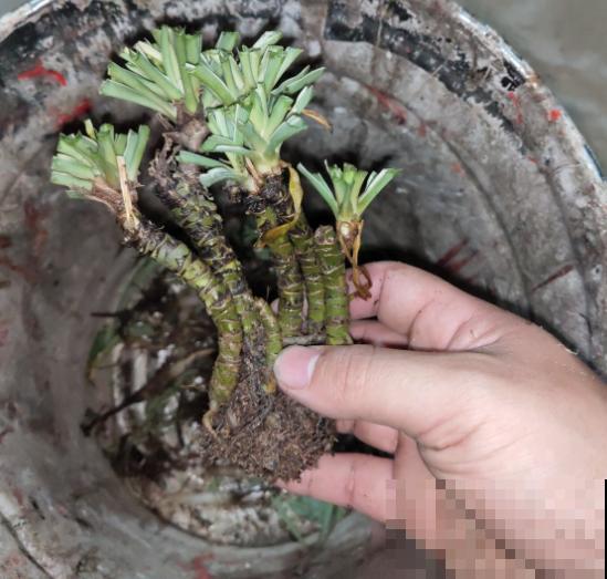 5年的吊兰老桩，一泡尿给滋没了，心疼！