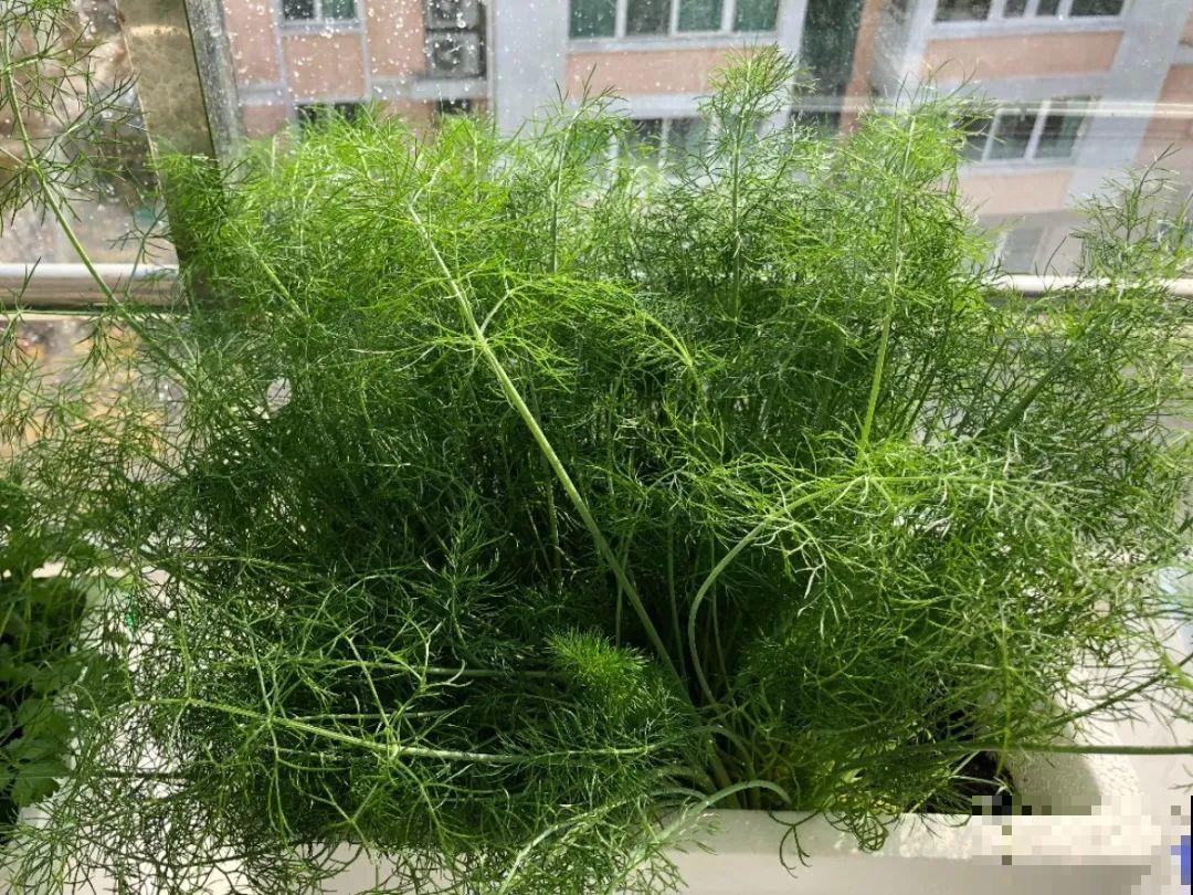 10种菜，阳台就能养，蹭蹭长满一盆，都快吃不了了