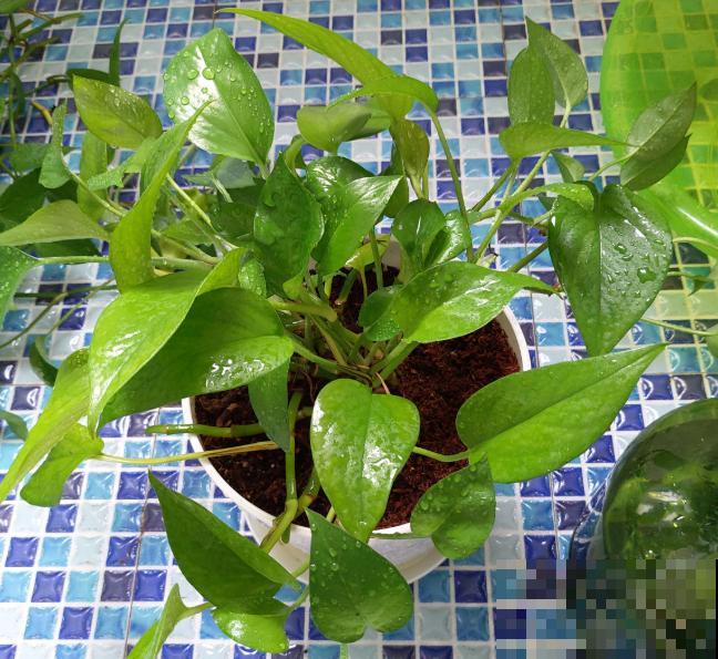 只养一盆它，就能把家里变成绿植森林，空气清新没异味！