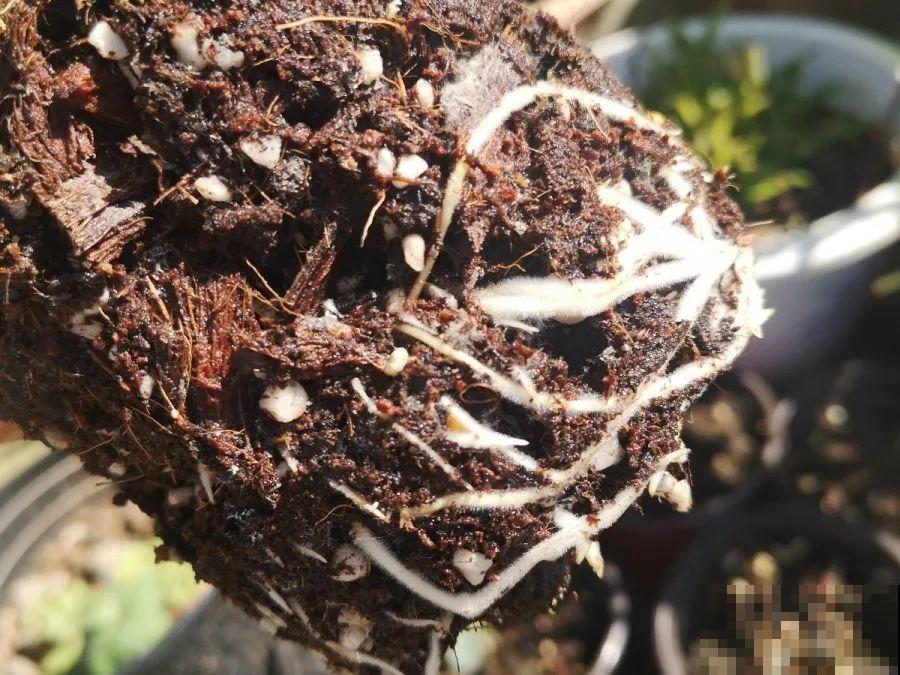 在家自制壮根水，7天浇一次，养出白胖萝卜根！