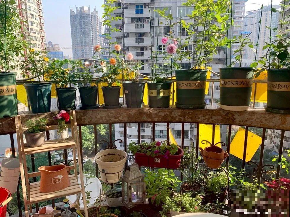 杀虫最安全的方法，挂个小黄板，简单效果好