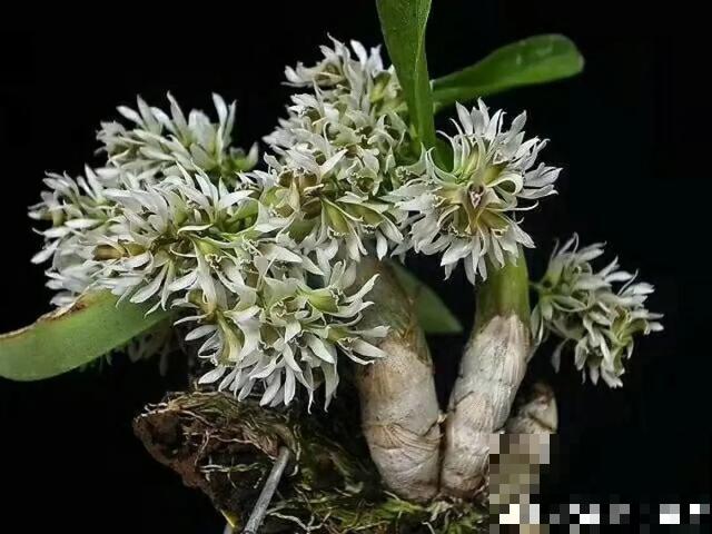 人养花，花也养人，9种花能治病，连医生也爱养！