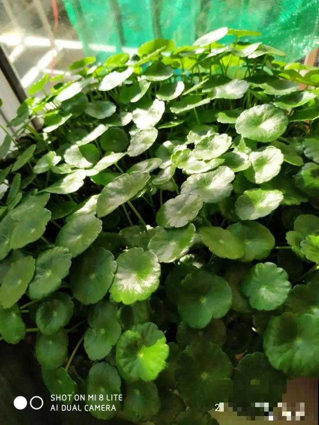 10种爱喝水的花，1天1大桶，反而越来越疯长！