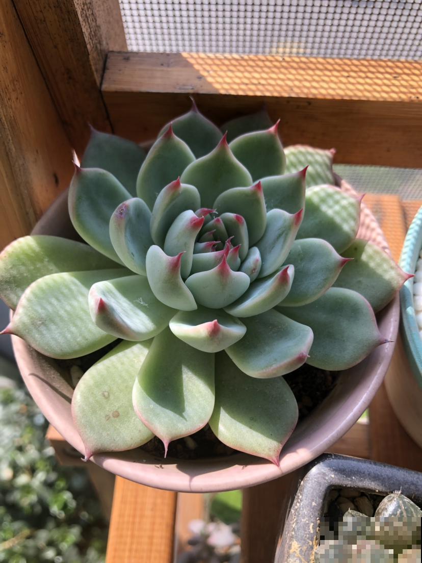 多肉变胖小技巧，3分钟学会，一个月变肉墩子！