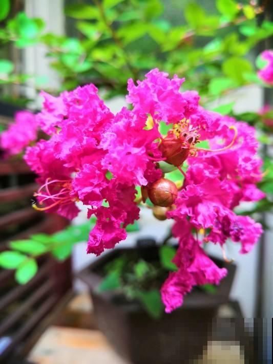 每个月都有不同花神，你出生的月份是什么花？