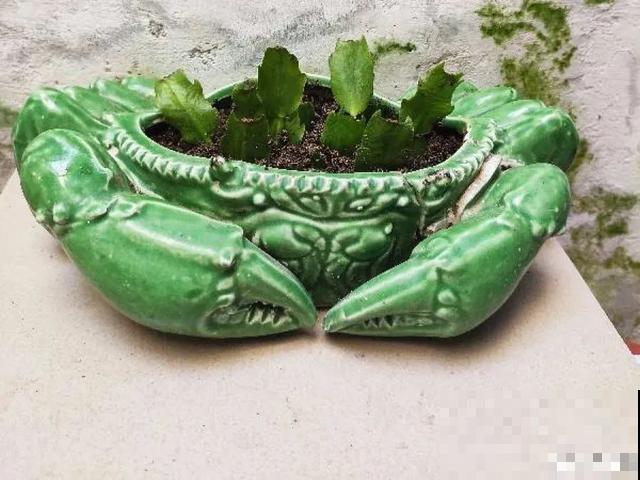 家里养盆虎皮兰，小花盆、挤着养，疯狂开花爆小崽！