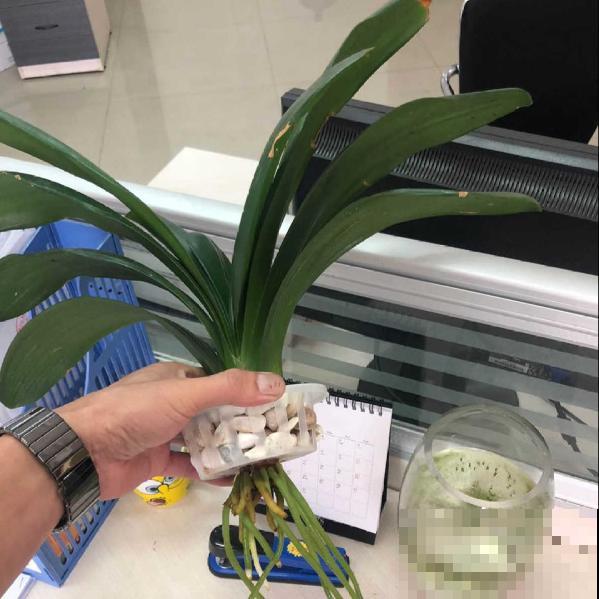 6种花，最适合水养，一开花就是好几个月！