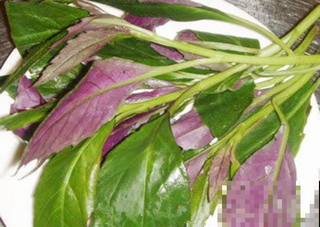 在超市卖很贵的补血菜，花盆里就能种，好看又好吃！