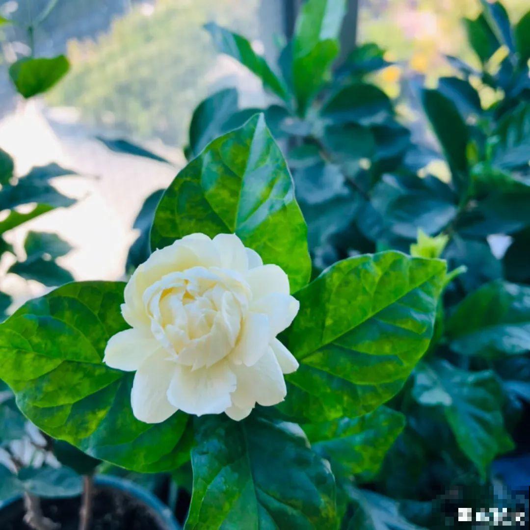 ！爱爬墙的20种花，嗖嗖爬满整面墙，看着心情就好